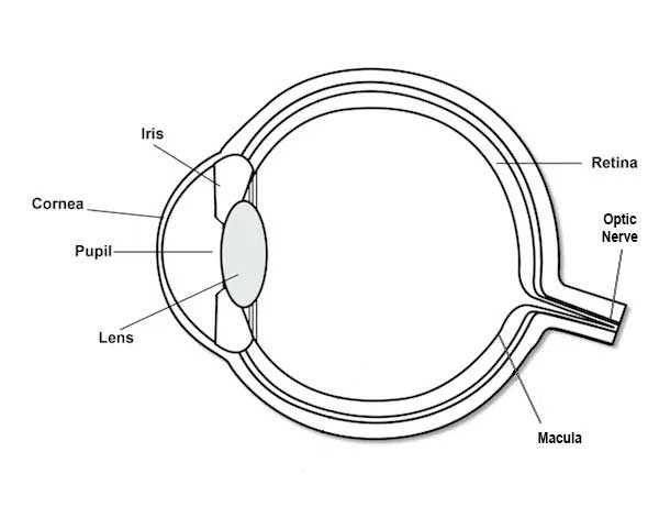 How Does The Human Eye Work?