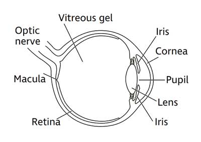 Understanding the Human Eye