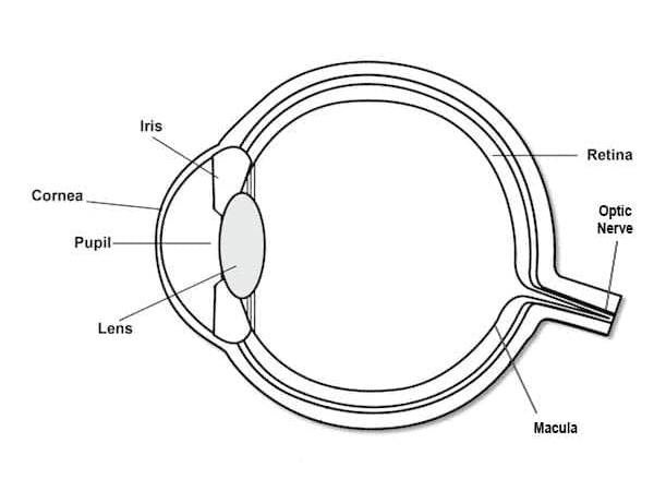 How Does The Human Eye Work?